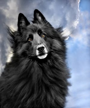 WolfCub Belgian Sheepdog looking angelic against the sky.jpg
